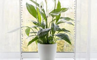 Top Ways To Improve Indoor Air Quality In Toronto