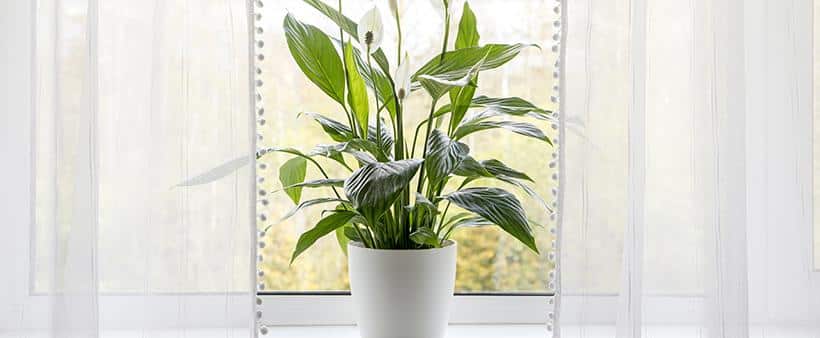 Top Ways To Improve Indoor Air Quality In Toronto